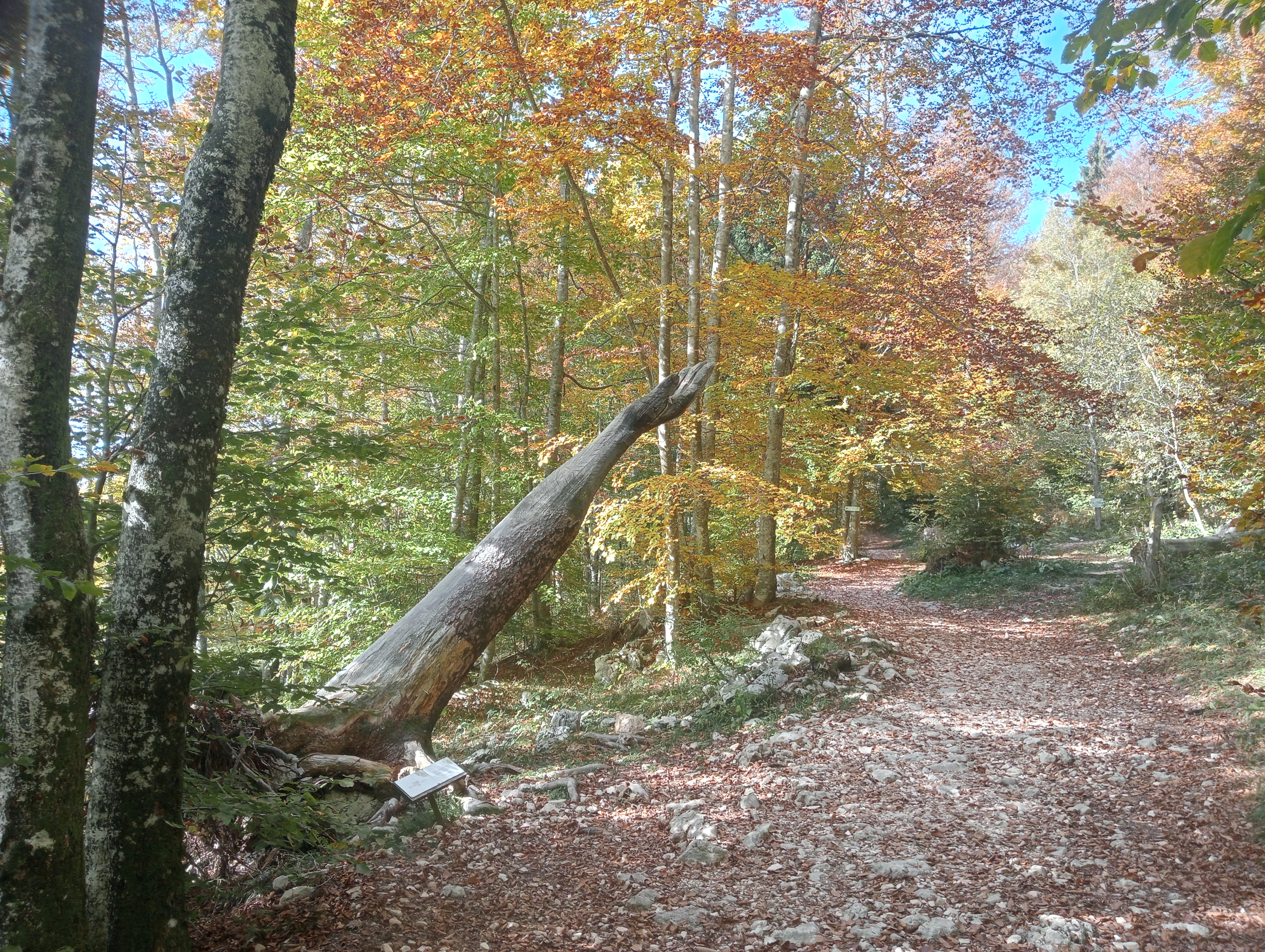 Immagine-16-foliage-01